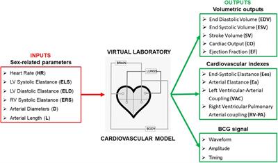 Cardiovascular sex-differences: insights via physiology-based modeling and potential for noninvasive sensing via ballistocardiography